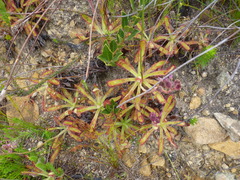 Drosera hilaris