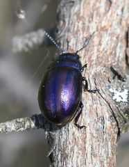 Chrysolina cerealis
