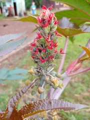 Ricinus