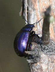 Chrysolina cerealis