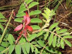 Indigofera sanguinea
