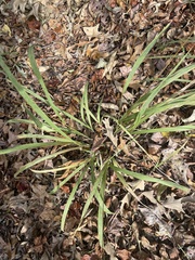 Chasmanthium sessiliflorum