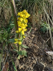 Verbascum lychnitis