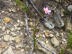 Chironia jasminoides