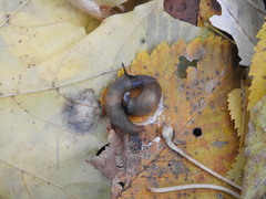 Krynickillus melanocephalus