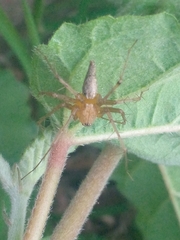 Oxyopes macilentus