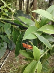 Hypselonotus tricolor