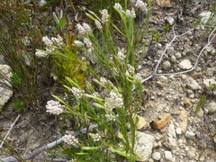 Spatalla racemosa
