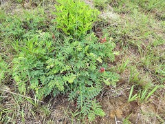Indigofera sanguinea