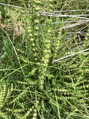 Crassula lanceolata