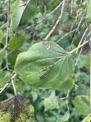 Stigmella catharticella