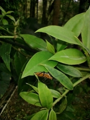 Hypselonotus tricolor
