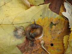 Krynickillus melanocephalus