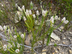 Spatalla racemosa