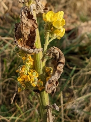 Verbascum lychnitis