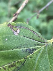 Stigmella catharticella