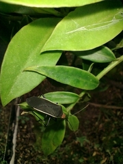Hypselonotus tricolor
