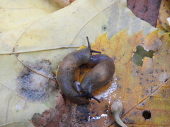 Krynickillus melanocephalus