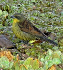 Agelasticus cyanopus