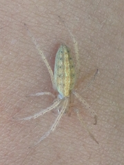Larinia directa