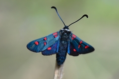 Zygaena lavandulae
