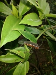 Hypselonotus tricolor