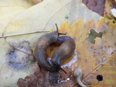 Krynickillus melanocephalus