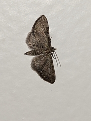 Eupithecia miserulata