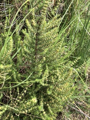 Crassula lanceolata