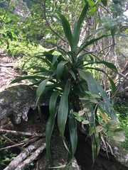 Dracaena aletriformis