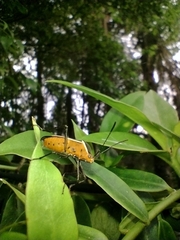 Hypselonotus tricolor