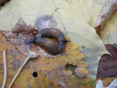 Krynickillus melanocephalus