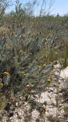 Leucospermum parile