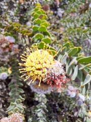 Leucospermum truncatulum