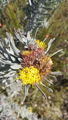 Leucospermum parile