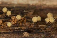 Hemitrichia calyculata