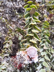 Leucospermum truncatulum