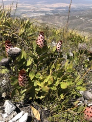 Protea speciosa