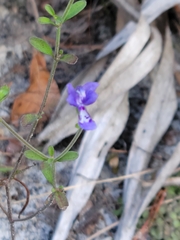 Trichostema suffrutescens