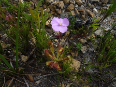 Drosera hilaris