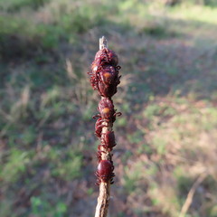 Rhipicephalus maculatus