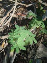 Mimosa aculeaticarpa