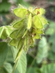 Eriosema parviflorum
