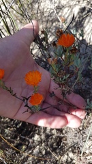 Lampranthus aureus