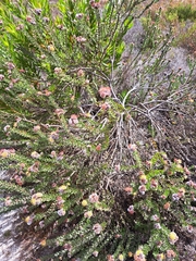 Leucospermum truncatulum