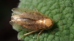 Ectobius pallidus