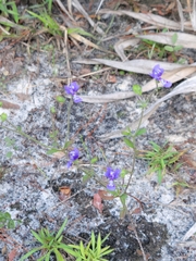 Trichostema suffrutescens