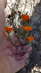 Lampranthus aureus