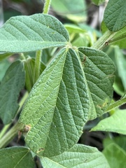 Eriosema parviflorum