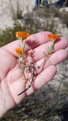 Lampranthus aureus